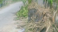 Dampak Proyek Jembatan, Pemotongan Kayu Jati Diduga Tanpa Kordinasi Dengan Pemerintah Desa Glagahan