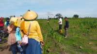 llKP Ranting BKPH CLANGAP KPH Bojonegoro Lakukan Gertak Tanam Pohon Indonesia