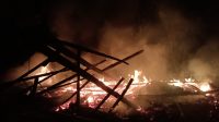Si Jago Merah Habiskan Kandang Ternak Warga Bubulan