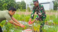 Hebat , Kodim Bojonegoro Panen Perdana Cabai Merah Besar*