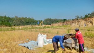 Warga Desa Sumberejo-Trucuk Sumringah, Nikmati Panen Padi di lahan Pertanian Bekas Galian