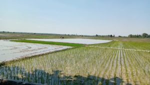 Musim Kemarau, Ratusan Hektare di Wilayah Kecamatan Balen Nekad Tanam Padi