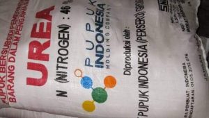 Harga Pupuk Meroket, Kelompok Tani Jati Cilik Desa Penganten Bojonegoro Dikeluhkan Petani