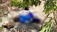 Breaking News, Sosok Mayat Laki-laki Ditemukan Didalam Hutan Bojonegoro