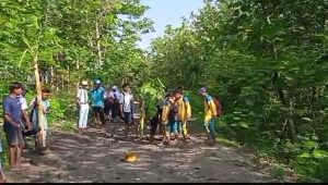 Kesal Jalannya Becek, Warga Desa Ngelo Bojonegoro Protes Dengan Menanam Pohon Pisang