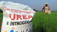 Selain Sulit, Harga Pupuk Bersubsidi Saat Memasuki Musim Tanam Dirasa Masih Mahal