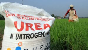 Sengkarut Penjualan Pupuk Bersubsidi di Desa Pejok Bojonegoro, Petani Berharap Kios Diganti