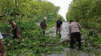 Hujan Disertai Angin Kencang Sebabkan  Pohon Tumbang di Jalan PUK Temayang Bubulan