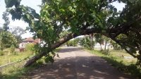 Hujan Deras Disertai Angin Akibatkan Pohon Tumbang di Jalan PUK Jono- Panemon Bojonegoro
