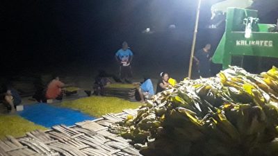 Suka Cita Pengrajang Tembakau di Bojonegoro Saat Harga Panen Tinggi