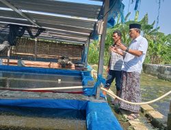 Kunjungi Pembibitan Ikan Lele, Teguh Haryono Siapkan Bojonegoro Ketahanan Pangan