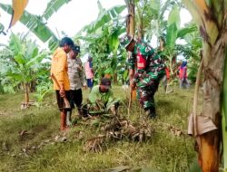 Karya Bakti , Babinsa Koramil Malo Bojonegoro bersama Masyarakat Tanggir Tanam Pohon Sukun dan Perbaiki Jalan Rusak