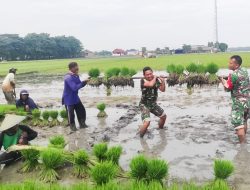 Perkuat Ketahanan Pangan, Babinsa Koramil Padangan Bojonegoro bantu Petani Tanam Padi