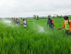 Dukung Ketahanan Pangan, Poktan Wotan, Babinsa Koramil Sumberrejo Bojonegoro dan Korluh gelar Gerdal Hama Padi