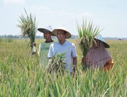 Stabilkan Harga Hasil Panen, Pemkab Bojonegoro Jembatani Petani dengan Pengepul