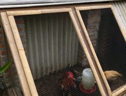 Pemkab Bojonegoro Luncurkan Program Ayam Petelur Untuk Masyarakat Prasejahtera