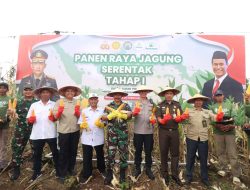 Dukung Ketahanan Pangan, Polres Bojonegoro Panen Raya Jagung Perdana 