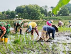 Bantu Petani Tanam Padi, Babinsa Koramil Bubulan Bojonegoro dukung Program Ketahanan Pangan