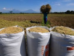 Harga Gabah Tidak Sesuai HPP, DPC Projo Bojonegoro: Sarat Bulog Sulitkan Petani 