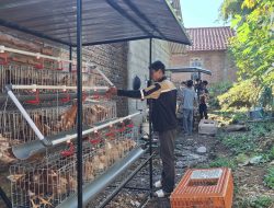 Ayam Mulai Bertelur, Program GAYATRI Sudah Mulai Dirasakan Warga Bojonegoro
