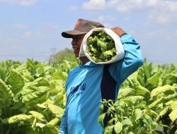 Sempat Terkendala Cuaca, Petani Tembakau di Bojonegoro Mulai Tersenyum Bahagia