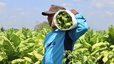 Sempat Terkendala Cuaca, Petani Tembakau di Bojonegoro Mulai Tersenyum Bahagia