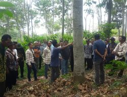 Tingkatkan Kesejahteraan, Asmaptan Bojonegoro Study Tiru Tanam Balsa di Kediri 