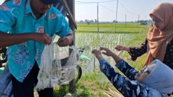 Ini Cara Petani di Ngraho, Bojonegoro Kendalikan Hama Tikus, Kreatif dan Efisien 
