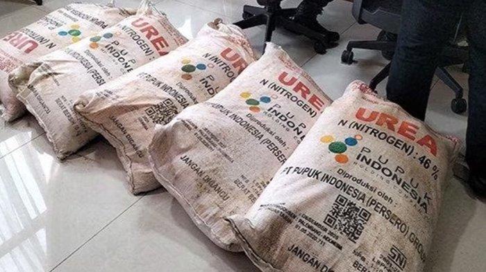 Penyaluran pupuk subsidi untuk petani di pringsewu lampung mencapai 65 persen