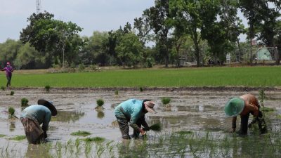 Stok Pupuk Bersubsidi Aman, Petani di Bojonegoro Diharapkan Segera Melakukan Penebusan