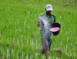 Masa Tanam Padi, Jatah Pupuk Bersubsidi di Wilayah Sumberrejo Menipis, Kios Tawarkan Opsi Non Subsidi