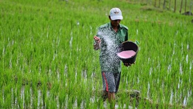Ilustrasi petani memupuk chaideer mahyuddin afp 1