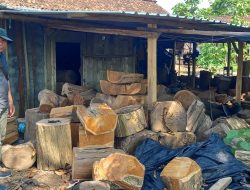 Ops Simpatik, KPH Cepu Temukan Brongkol Kayu Jati di Desa Batokan Bojonegoro 