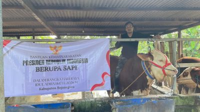 Sapi Kurban Seberat 1.040 Kg Dari Presiden RI Prabowo Diserahkan Pada Masjid Baabus Shofa Bojonegoro