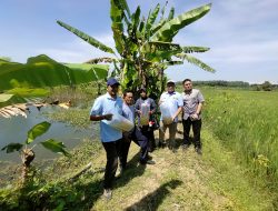 Penuhi Kebutuhan Protein, Pemdes Ngorogunung Bojonegoro Tabur Ribuan Benih Ikan di Embung 