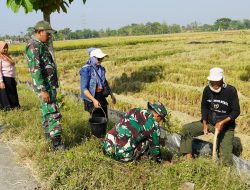 Pembinaan Lingkungan Hidup, Kodim Bojonegoro Tanam Ribuan Pohon Kayu Putih dan Balsa