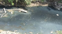 Keruh Berbau Tak Sedap, Kondisi Air Aliran Sungai Pacal di Desa Kabunan Bojonegoro Dikeluhkan Warga