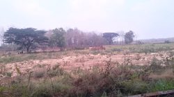 Pembangunan Lapangan Bola Desa Pasinan, Bojonegoro Jadi Sorotan, Azaz Manfaat dan Transparansi di Pertanyakan