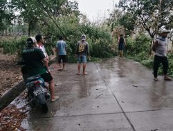 Hujan Deras Disertai Angin, Banyak Pohon di Ruas Jalan Temayang Bojonegoro Tumbang 