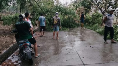 Hujan Deras Disertai Angin, Banyak Pohon di Ruas Jalan Temayang Bojonegoro Tumbang 